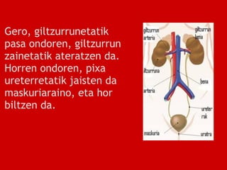 Gero, giltzurrunetatik
pasa ondoren, giltzurrun
zainetatik ateratzen da.
Horren ondoren, pixa
ureterretatik jaisten da
maskuriaraino, eta hor
biltzen da.
 