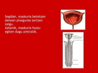 Segidan, maskuria betetzen
denean pixagurea sortzen
zaigu.
Azkenik, maskuria hustu
egiten dugu uretratik.
 