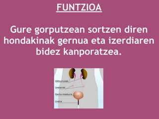 FUNTZIOA
 
 Gure gorputzean sortzen diren
hondakinak gernua eta izerdiaren
      bidez kanporatzea.
                 
                 
 