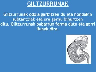GILTZURRUNAK
                          
  Giltzurrunak odola garbitzen du eta hondakin
       subtantziak eta ura gernu bihurtzen
ditu. Giltzurrunak babarrun forma dute eta gorri
                   ilunak dira.
 