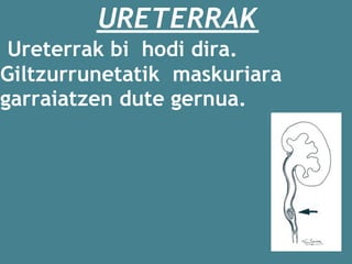  URETERRAK
 Ureterrak bi  hodi dira.
Giltzurrunetatik  maskuriara
garraiatzen dute gernua.
 