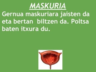 MASKURIA
Gernua maskuriara jaisten da
eta bertan  biltzen da. Poltsa
baten itxura du.
 