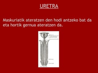 URETRA

Maskuriatik ateratzen den hodi antzeko bat da
eta hortik gernua ateratzen da.
 