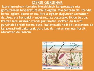 IZERDI GURUINAK
 Izerdi guruinen funtzioa hondakinak kanporatzea eta
gorputzaren tenperatura maila egokia mantentzea da. Izerdia
beroa egiten duenean eta kirola egiten dugunean ateratzen
da.Urez eta hondakin- substantziaz osatutako likido bat da.
Izerdia larruazaleko izerdi guruinetan sortzen da.Izerdi
guruinak borobil forma dute, bakoitzatik hodi bat ateratzen da
kanpora.Hodi bakoitzak poro bat du muturrean eta hortik
ateratzen da izerdia.
 