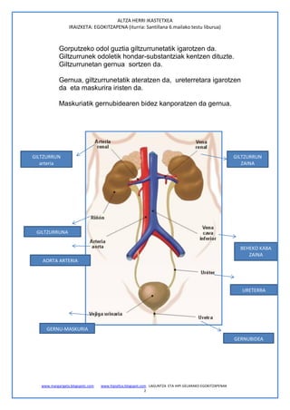 ALTZA HERRI IKASTETXEA
                  IRAIZKETA: EGOKITZAPENA (iturria: Santillana 6.mailako testu liburua)



            Gorputzeko odol guztia giltzurrunetatik igarotzen da.
            Giltzurrunek odoletik hondar-substantziak kentzen dituzte.
            Giltzurrunetan gernua sortzen da.

            Gernua, giltzurrunetatik ateratzen da, ureterretara igarotzen
            da eta maskurira iristen da.

            Maskuriatik gernubidearen bidez kanporatzen da gernua.




GILTZURRUN                                                                                               GILTZURRUN
   arteria                                                                                                  ZAINA




 GILTZURRUNA

                                                                                                           BEHEKO KABA
                                                                                                              ZAINA
   AORTA ARTERIA




                                                                                                            URETERRA




     GERNU-MASKURIA
                                                                                                         GERNUBIDEA




   www.margarigela.blogspotc.com   www.hipialtza.blogspot.com LAGUNTZA ETA HIPI GELARAKO EGOKITZAPENAK
                                                            2
 