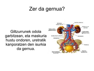 Zer da gernua? Giltzurrunek odola garbitzean, eta maskuria hustu ondoren, uretratik kanporatzen den isurkia da gernua. 