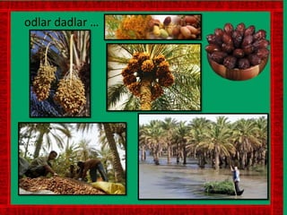 odlar dadlar …
 