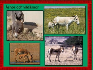 Åsnor och vildåsnor
 