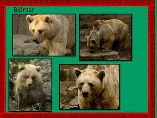 Björnar
 