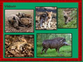 Vildsvin
 