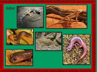 ödlor
 