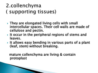 They are elongated living cells with small
intercellular spaces. Their cell walls are made of
cellulose and pectin.
 It occur in the peripheral regions of stems and
leaves.
 It allows easy bending in various parts of a plant
(leaf, stem) without breaking.
mature collenchyma are living & contain
protoplast
 
