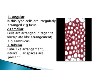 1. Angular
In this type cells are irregularly
arranged e.g ficus
2.Lamellar
Cells are arranged in tagential
rows(plate like arrangement)
e.g sambucus
3. tubular
Tube like arrangement,
intercellular spaces are
present
 