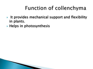  It provides mechanical support and flexibility
in plants.
 Helps in photosynthesis
 