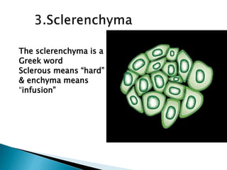 The sclerenchyma is a
Greek word
Sclerous means “hard”
& enchyma means
“infusion”
 
