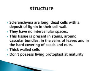  Sclerenchyma are long, dead cells with a
deposit of lignin in their cell wall.
 They have no intercellular spaces.
 This tissue is present in stems, around
vascular bundles, in the veins of leaves and in
the hard covering of seeds and nuts.
 Thick walled cells
 Don’t possess living protoplast at maturity
 