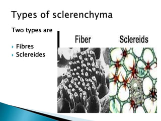 Two types are
 Fibres
 Sclereides
 