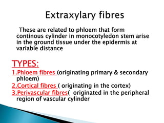 These are related to phloem that form
continous cylinder in monocotyledon stem arise
in the ground tissue under the epidermis at
variable distance
TYPES:
1.Phloem fibres (originating primary & secondary
phloem)
2.Cortical fibres ( originating in the cortex)
3.Perivascular fibres( originated in the peripheral
region of vascular cylinder
 