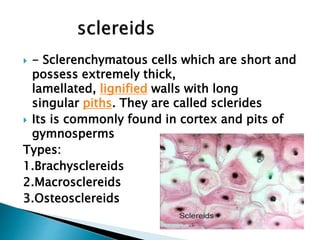  - Sclerenchymatous cells which are short and
possess extremely thick,
lamellated, lignified walls with long
singular piths. They are called sclerides
 Its is commonly found in cortex and pits of
gymnosperms
Types:
1.Brachysclereids
2.Macrosclereids
3.Osteosclereids
 