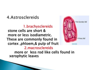 4.Astrosclereids
1.brachysclereids
stone cells are short &
more or less isodiametric.
These are commonly found in
cortex ,phloem,& pulp of fruit
2.macrosclereids
more or less rod like cells found in
xerophytic leaves
 