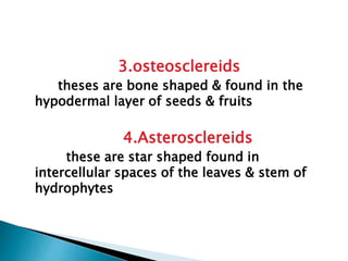 3.osteosclereids
theses are bone shaped & found in the
hypodermal layer of seeds & fruits
4.Asterosclereids
these are star shaped found in
intercellular spaces of the leaves & stem of
hydrophytes
 