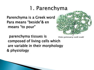 Parenchyma is a Greek word
Para means “beside”& en
means “to pour”
parenchyma tissues is
composed of living cells which
are variable in their morphology
& physiology
 