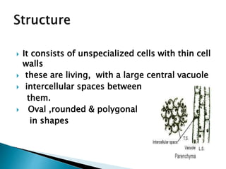  It consists of unspecialized cells with thin cell
walls
 these are living, with a large central vacuole
 intercellular spaces between
them.
 Oval ,rounded & polygonal
in shapes
 