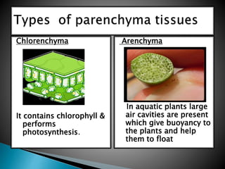 Arenchyma
In aquatic plants large
air cavities are present
which give buoyancy to
the plants and help
them to float
Chlorenchyma
It contains chlorophyll &
performs
photosynthesis.
 