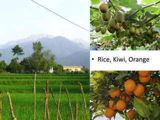 • Rice, Kiwi, Orange
16
 