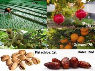 36
Rice
Kiwi
Dates: 2nd
Oranges: 7th
Pomegranates: 1st
Pistachios: 1st
 