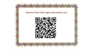 Reverse Tulip Field, Zagroz Mountains, Iran