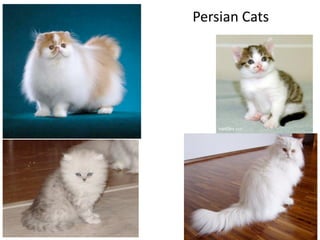 Persian Cats
 
