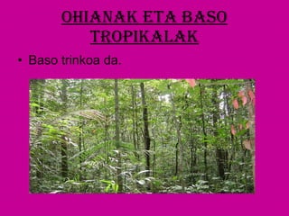 Ohianak eta baso tropikalak Baso trinkoa da. 