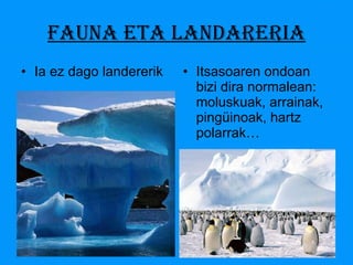 FAUNA ETA LANDARERIA Ia ez dago landererik Itsasoaren ondoan bizi dira normalean: moluskuak, arrainak, pingüinoak, hartz polarrak… 