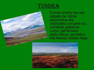 tundra Tundra eremu lau eta zabala da, klima azpizoztua eta izoztutako zorupea du, zuhaitzik gabekoa. Lurra, gehienetan paduratsua, goroldioz eta likenez beteta dago. 