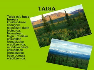 TAIGA Taiga  edo  baso boreala  konifero-baso ezaugarri nagusitzat duen bioma da. Normalean, taiga Errusiako eskualdea izendatzeko erabiltzen da, munduko beste eskualdeak izendatzeko baso boreala erabiltzen da. 