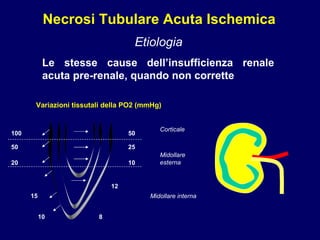 Necrosi Tubulare Acuta Ischemica Etiologia Le stesse cause dell’insufficienza renale acuta pre-renale, quando non corrette Variazioni tissutali della PO2 (mmHg) 100 50 20 50 25 10 15 10 8 12 Corticale Midollare esterna Midollare interna 