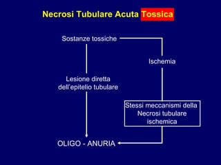 Necrosi Tubulare Acuta Tossica Sostanze tossiche Ischemia Lesione diretta dell’epitelio tubulare OLIGO - ANURIA Stessi meccanismi della  Necrosi tubulare ischemica 