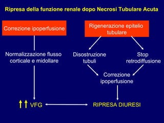 Rigenerazione epitelio  tubulare Correzione ipoperfusione Normalizzazione flusso  corticale e midollare VFG Correzione ipoperfusione RIPRESA DIURESI Ripresa della funzione renale dopo Necrosi Tubulare Acuta Disostruzione  tubuli Stop  retrodiffusione 