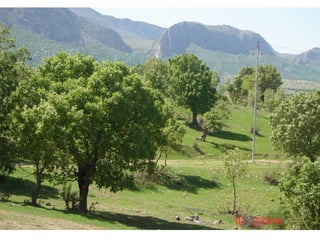 Iraqi Kurdistan Spring. | PPT