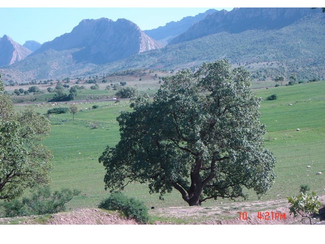 Iraqi Kurdistan Spring. | PPT