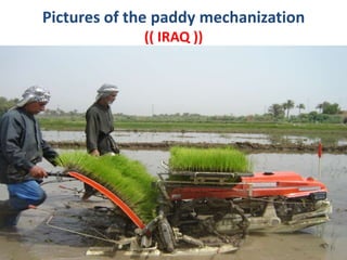 Pictures of the paddy mechanization(( IRAQ )) 