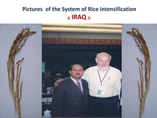 Pictures  of the System of Rice Intensification(( IRAQ )) 