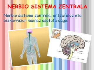 NERBIO SISTEMA ZENTRALA
Nerbio sistema zentrala, entzefaloz eta
bizkarrazur muinaz osotuta dago.

Haga clic para modificar el estilo de subtítulo del patrón

 