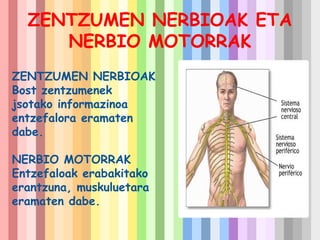 ZENTZUMEN NERBIOAK ETA
NERBIO MOTORRAK
ZENTZUMEN NERBIOAK
Bost zentzumenek
jsotako informazinoa
entzefalora eramaten
dabe.
NERBIO MOTORRAK
Entzefaloak erabakitako
erantzuna, muskuluetara
eramaten dabe.

 