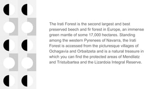 The Irati Forest is the second largest and best
preserved beech and fir forest in Europe, an immense
green mantle of some ...