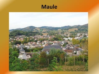 Maule
 