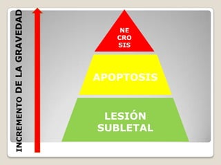 INCREMENTO DE LA GRAVEDAD
                                NE
                               CRO
                               SIS




                            APOPTOSIS


                             LESIÓN
                            SUBLETAL
 