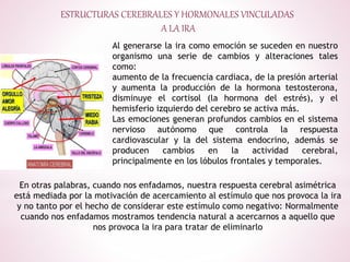ESTRUCTURAS CEREBRALES Y HORMONALES VINCULADAS
A LA IRA
Al generarse la ira como emoción se suceden en nuestro
organismo una serie de cambios y alteraciones tales
como:
aumento de la frecuencia cardiaca, de la presión arterial
y aumenta la producción de la hormona testosterona,
disminuye el cortisol (la hormona del estrés), y el
hemisferio izquierdo del cerebro se activa más.
Las emociones generan profundos cambios en el sistema
nervioso autónomo que controla la respuesta
cardiovascular y la del sistema endocrino, además se
producen cambios en la actividad cerebral,
principalmente en los lóbulos frontales y temporales.
En otras palabras, cuando nos enfadamos, nuestra respuesta cerebral asimétrica
está mediada por la motivación de acercamiento al estímulo que nos provoca la ira
y no tanto por el hecho de considerar este estímulo como negativo: Normalmente
cuando nos enfadamos mostramos tendencia natural a acercarnos a aquello que
nos provoca la ira para tratar de eliminarlo
 