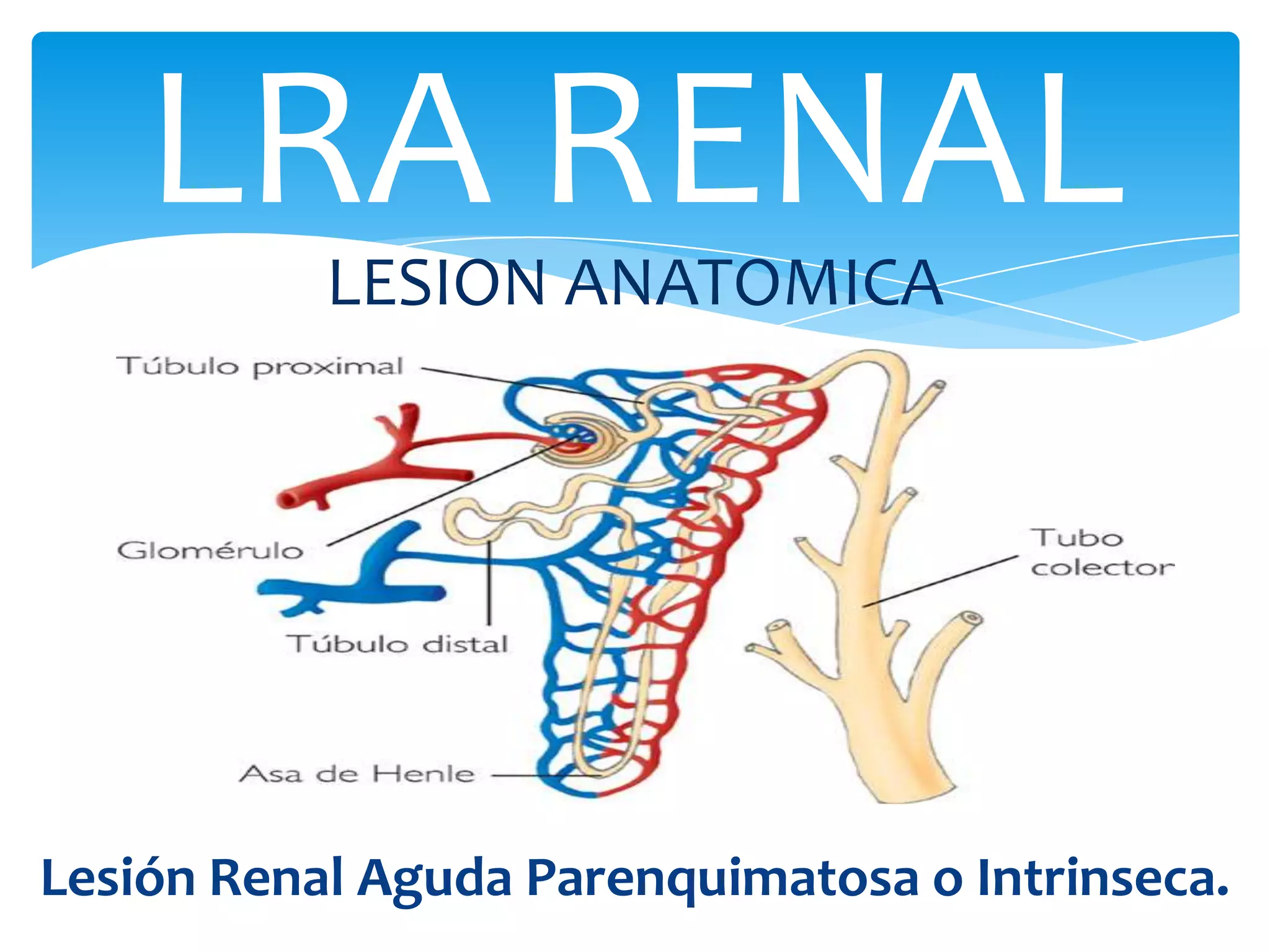 LRA RENAL
           LESION ANATOMICA




Lesión Renal Aguda Parenquimatosa o Intrinseca.
 